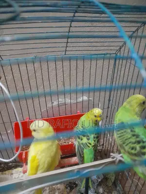 12 Budgerigar birds for sale