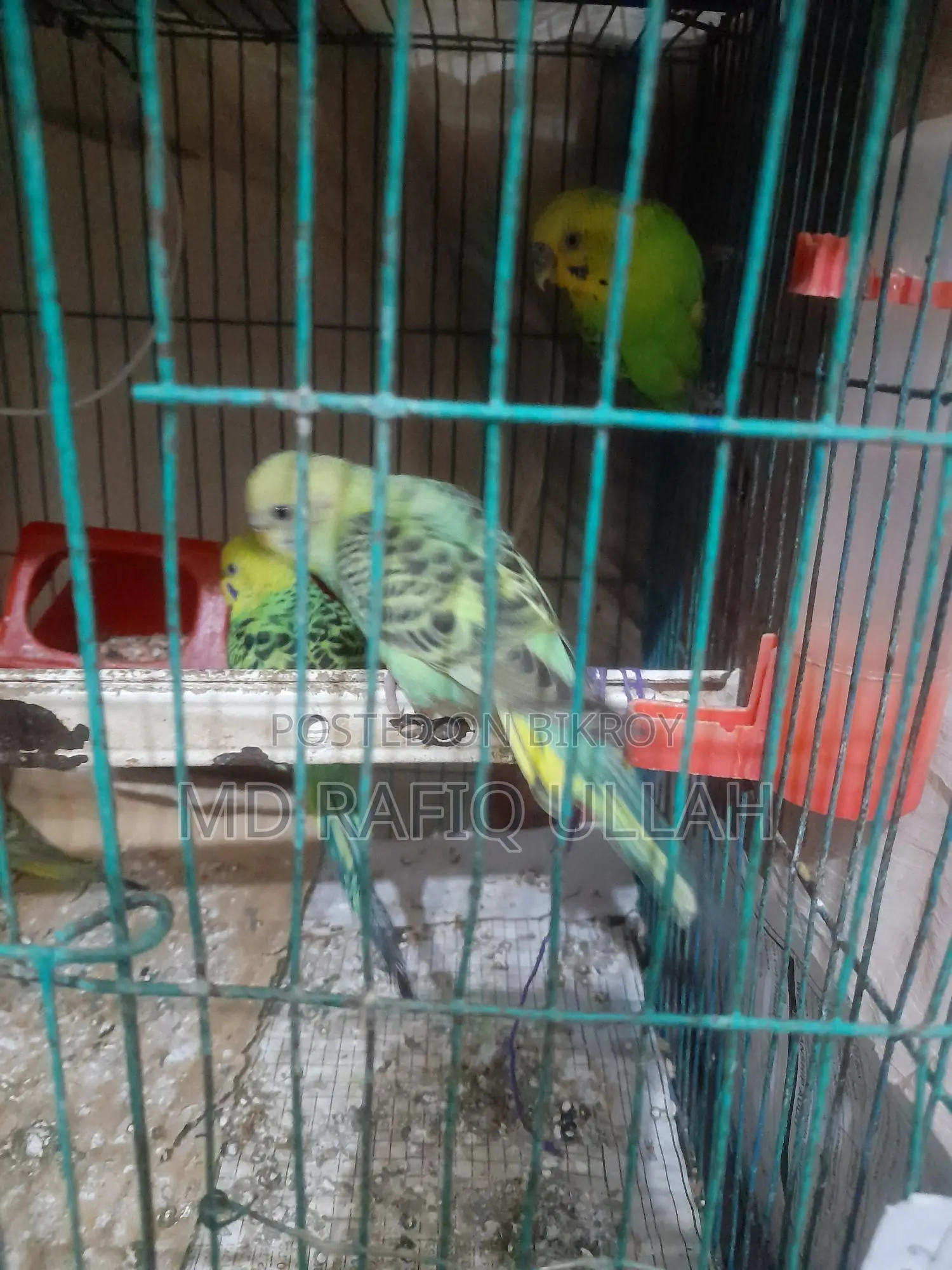 12 Budgerigar birds for sale