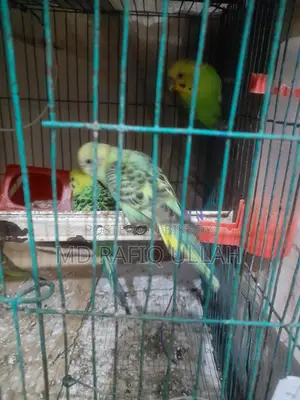 12 Budgerigar birds for sale