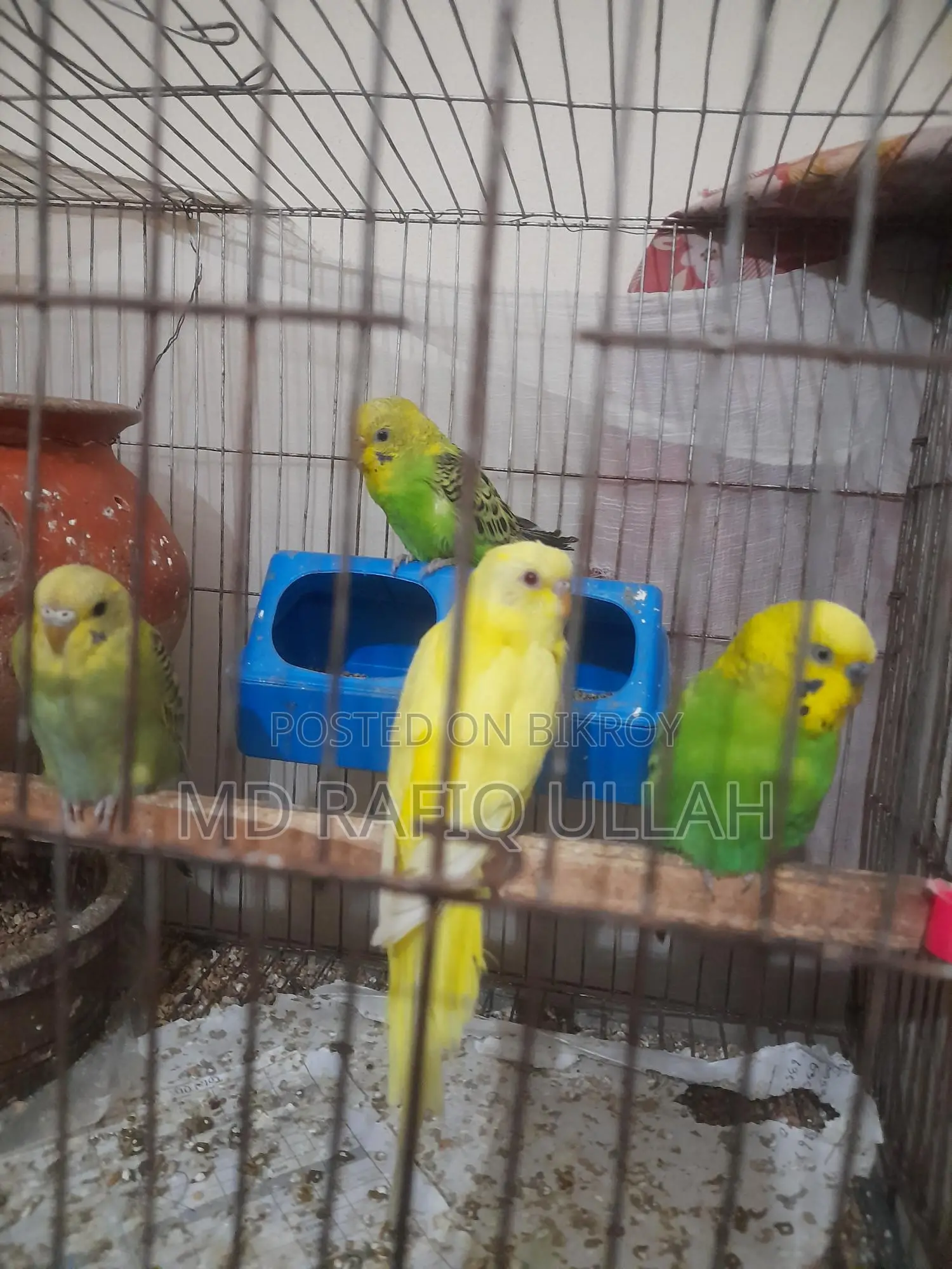 12 Budgerigar birds for sale