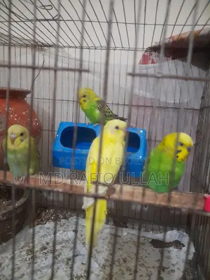 12 Budgerigar birds for sale