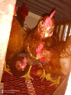 ৫ মাস বয়সের লেয়ার