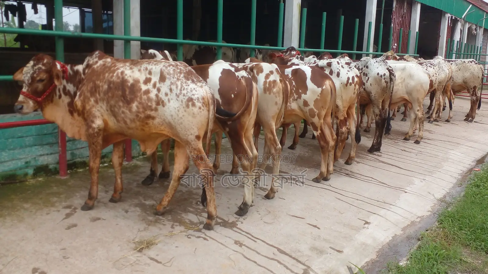 Buy 9 male calves (No. 1064) for rearing.