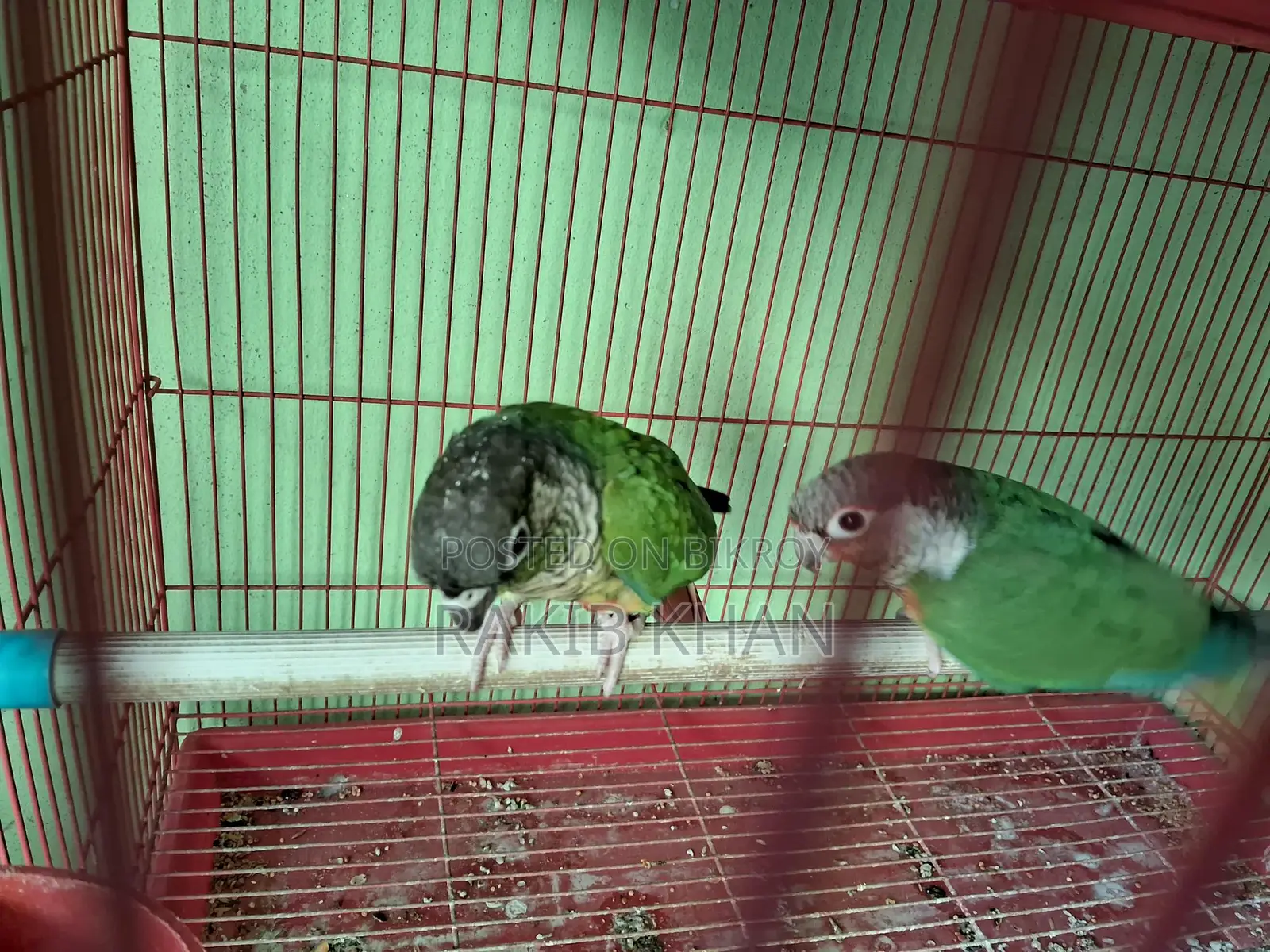 Kunor Bird