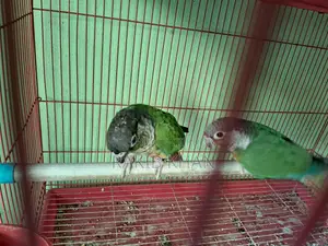 Kunor Bird