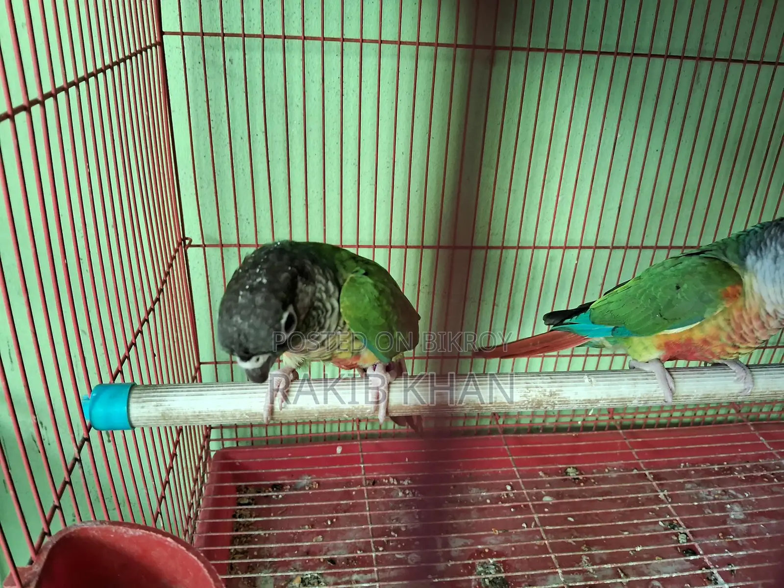 Kunor Bird