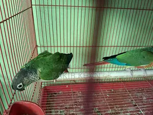Kunor Bird