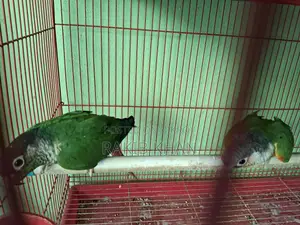 Kunor Bird