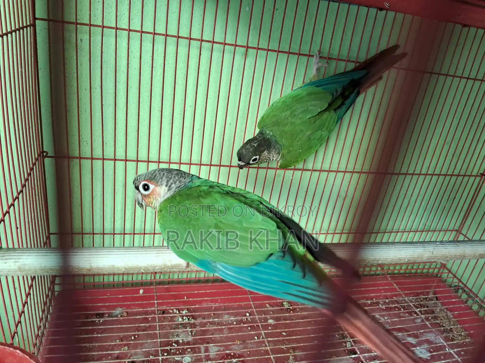 Kunor Bird