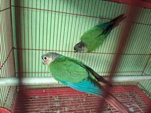Kunor Bird