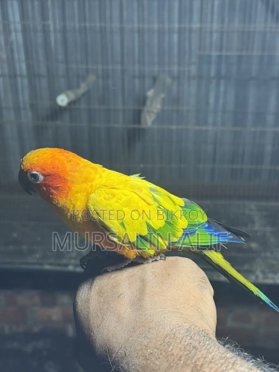 সুপার টেম সানকুনর