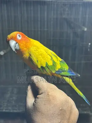সুপার টেম সানকুনর