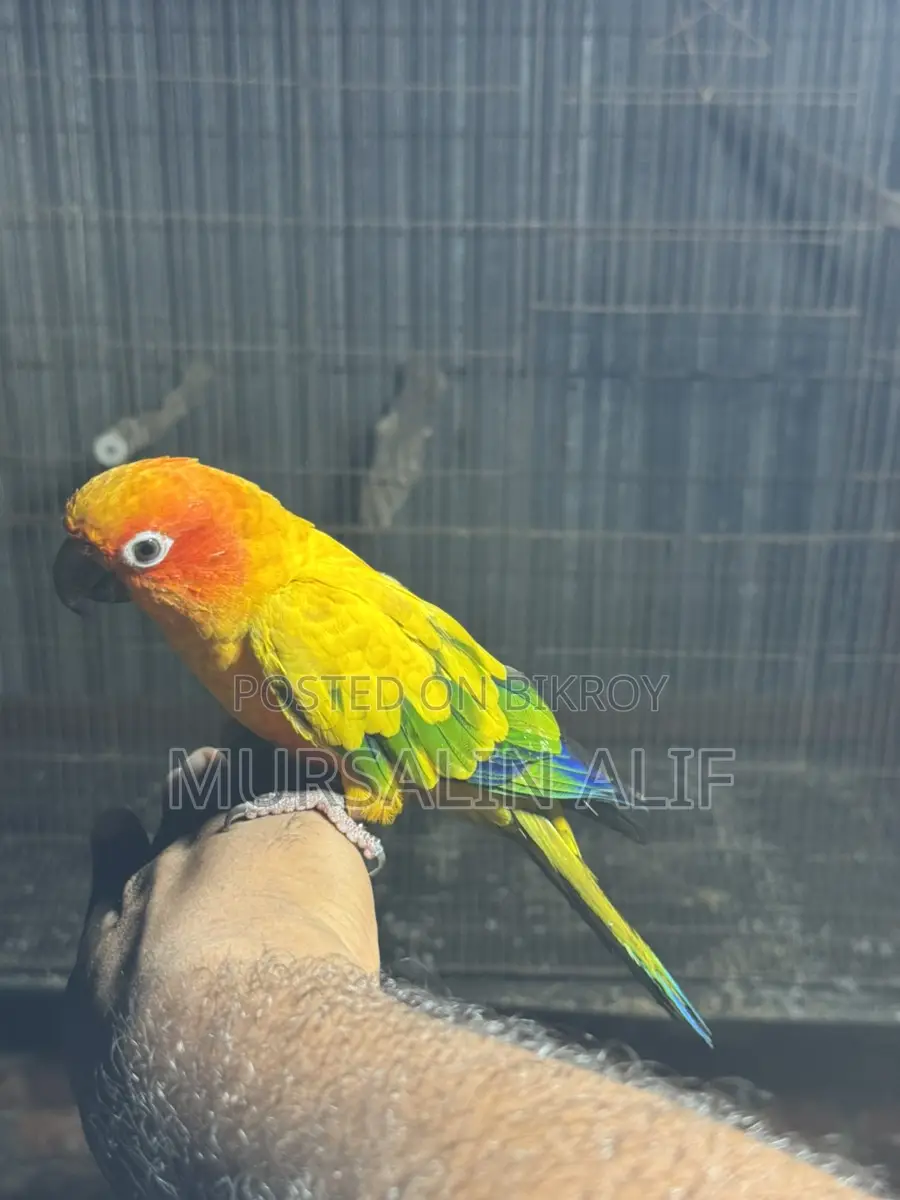 সুপার টেম সানকুনর
