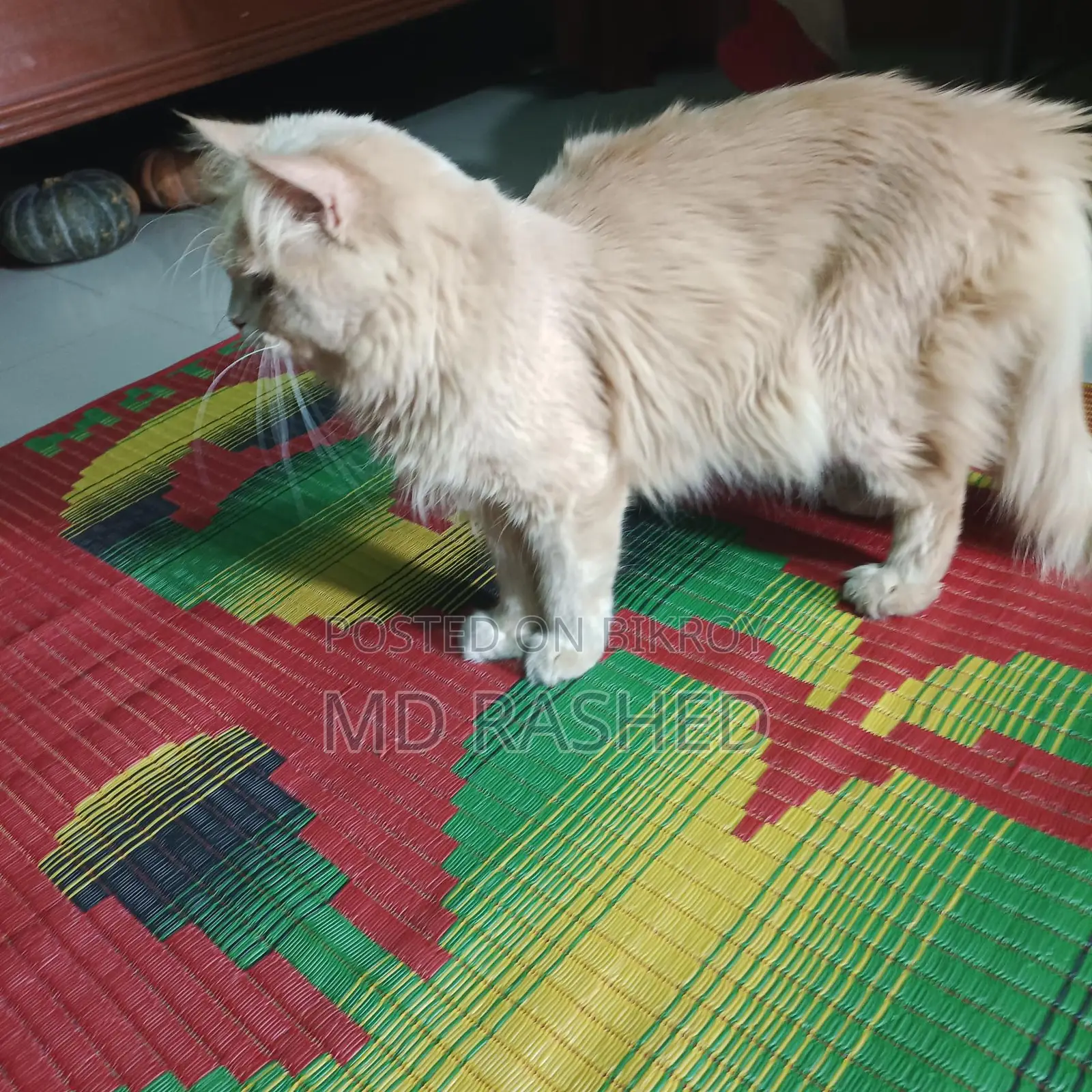 পারসিয়ান এডাল বিড়াল