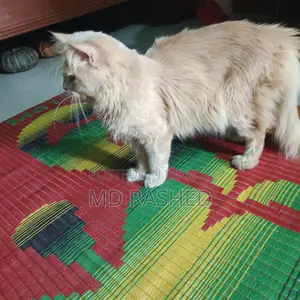 পারসিয়ান এডাল বিড়াল