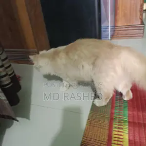 পারসিয়ান এডাল বিড়াল