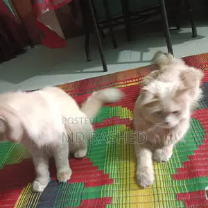 পারসিয়ান এডাল বিড়াল