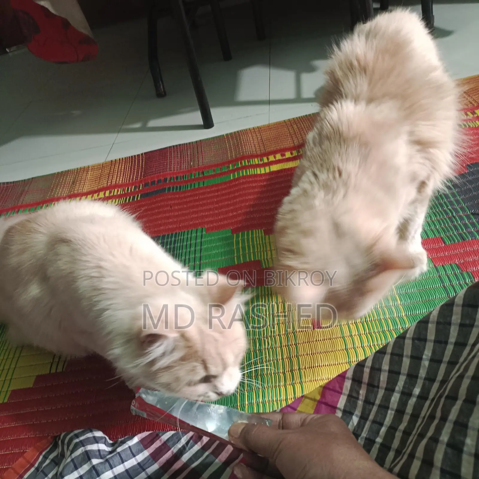 পারসিয়ান এডাল বিড়াল