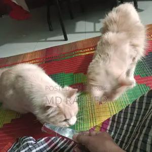 পারসিয়ান এডাল বিড়াল