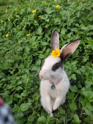 Rabbit Adoption