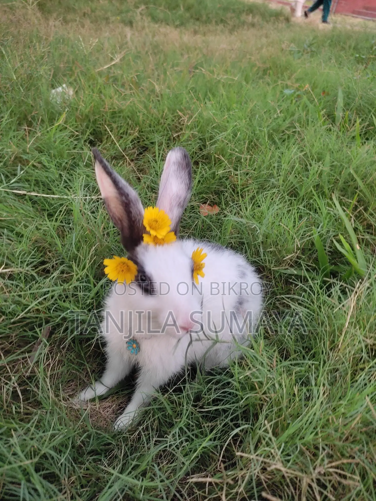 Rabbit Adoption
