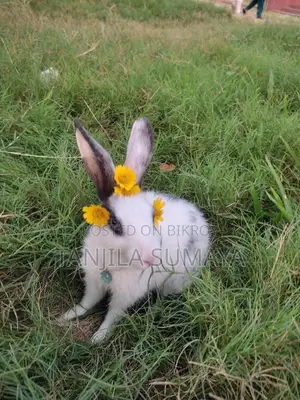 Rabbit Adoption