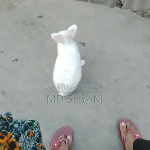 Khorgosh Bikri