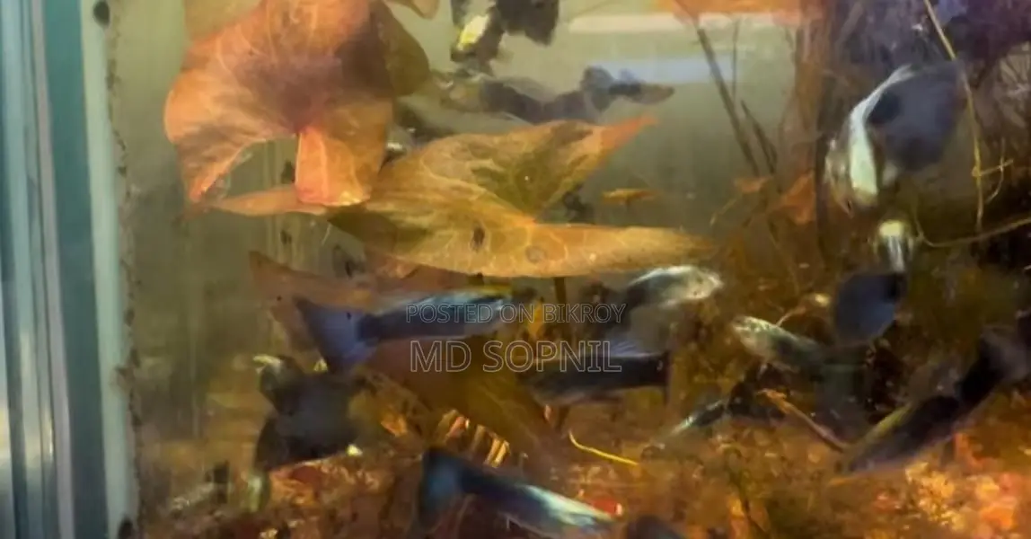 Colourful Fish