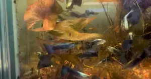 Colourful Fish