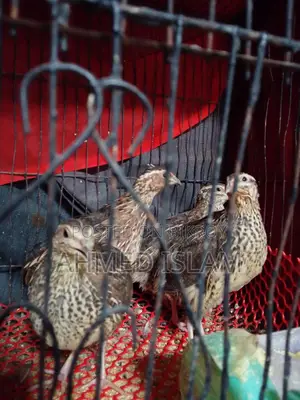 Quail Birds
