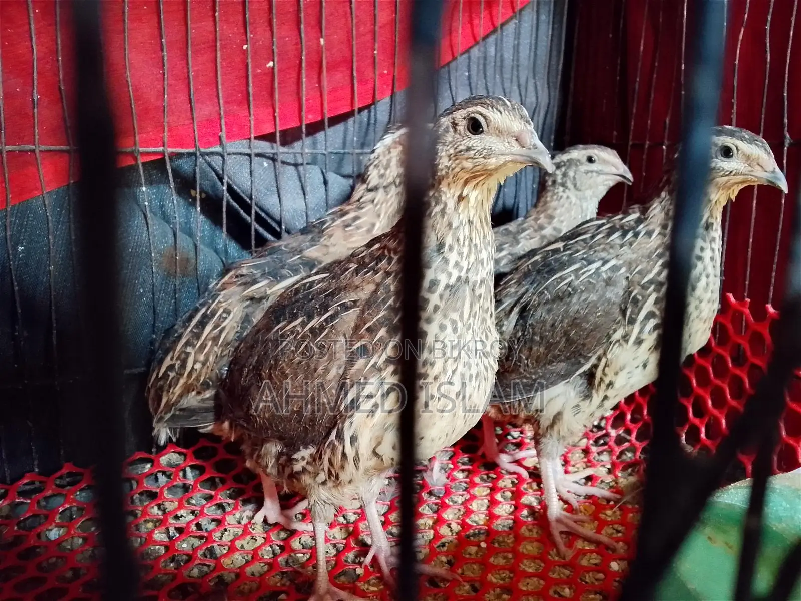 Quail Birds