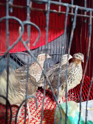 Quail Birds