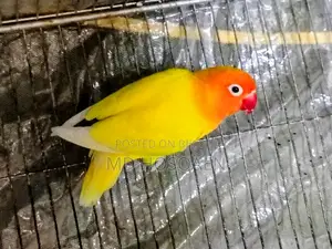 Love Bird