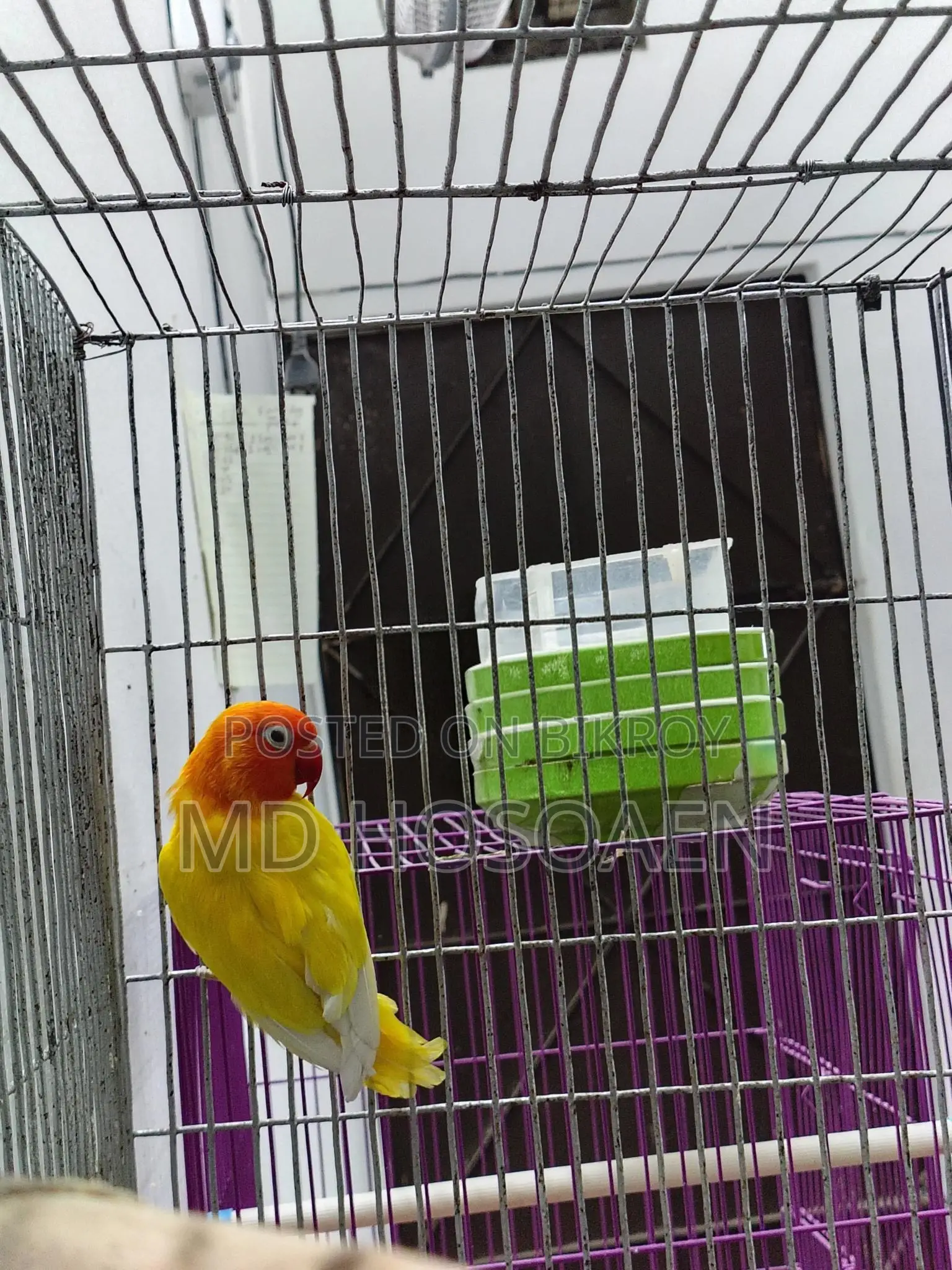 Love Bird