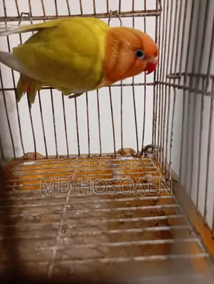 Love Bird