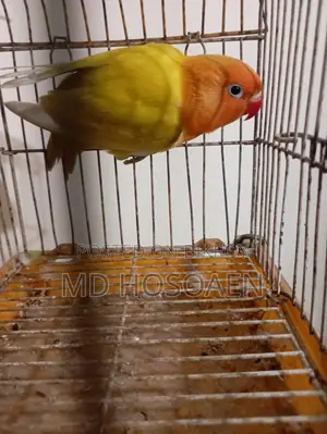 Love Bird