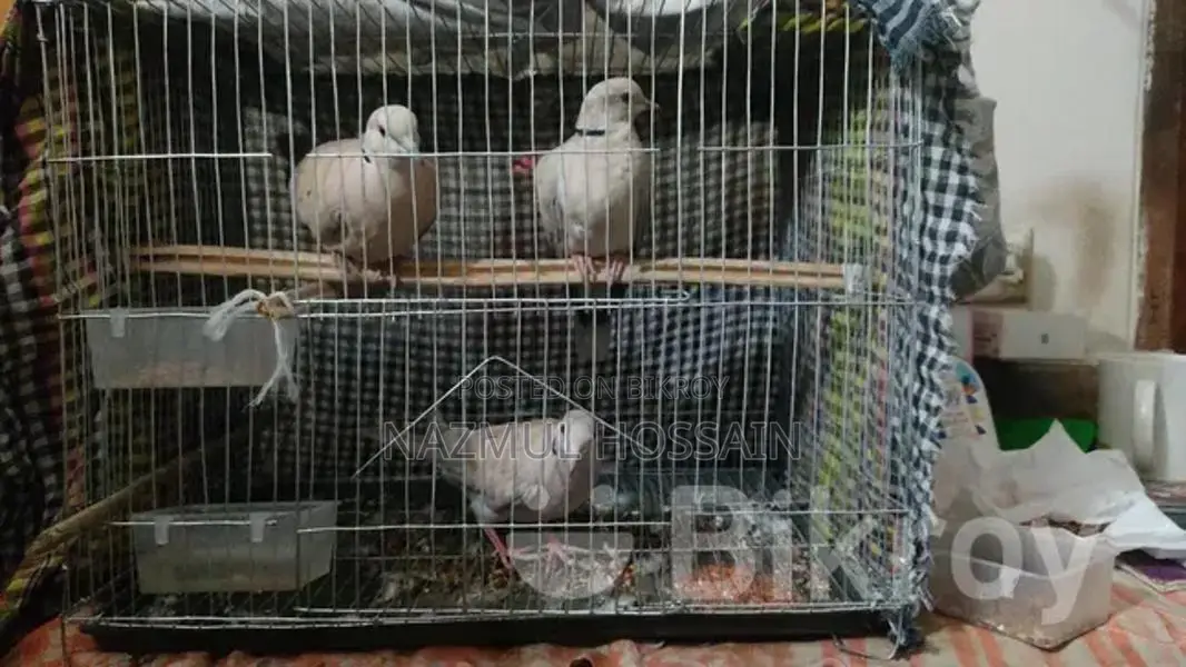 Australian Dove Bird