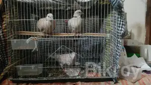 Australian Dove Bird