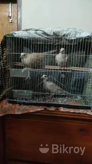 Australian Dove Bird
