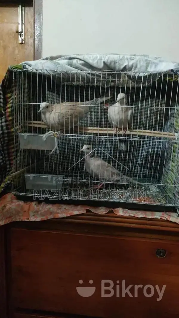 Australian Dove Bird