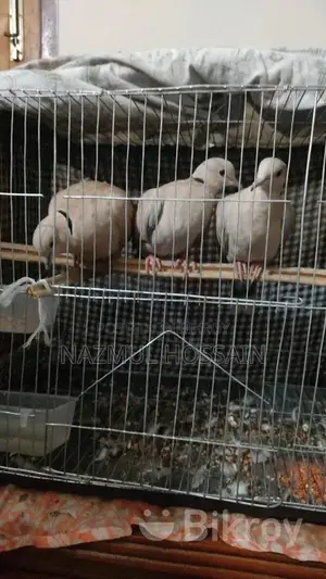 Australian Dove Bird