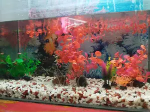 Aquarium for Sale