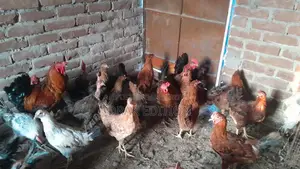 Taigar Morog