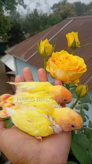 পারফেক্ট টেম সাইজ লাভ বার্ড