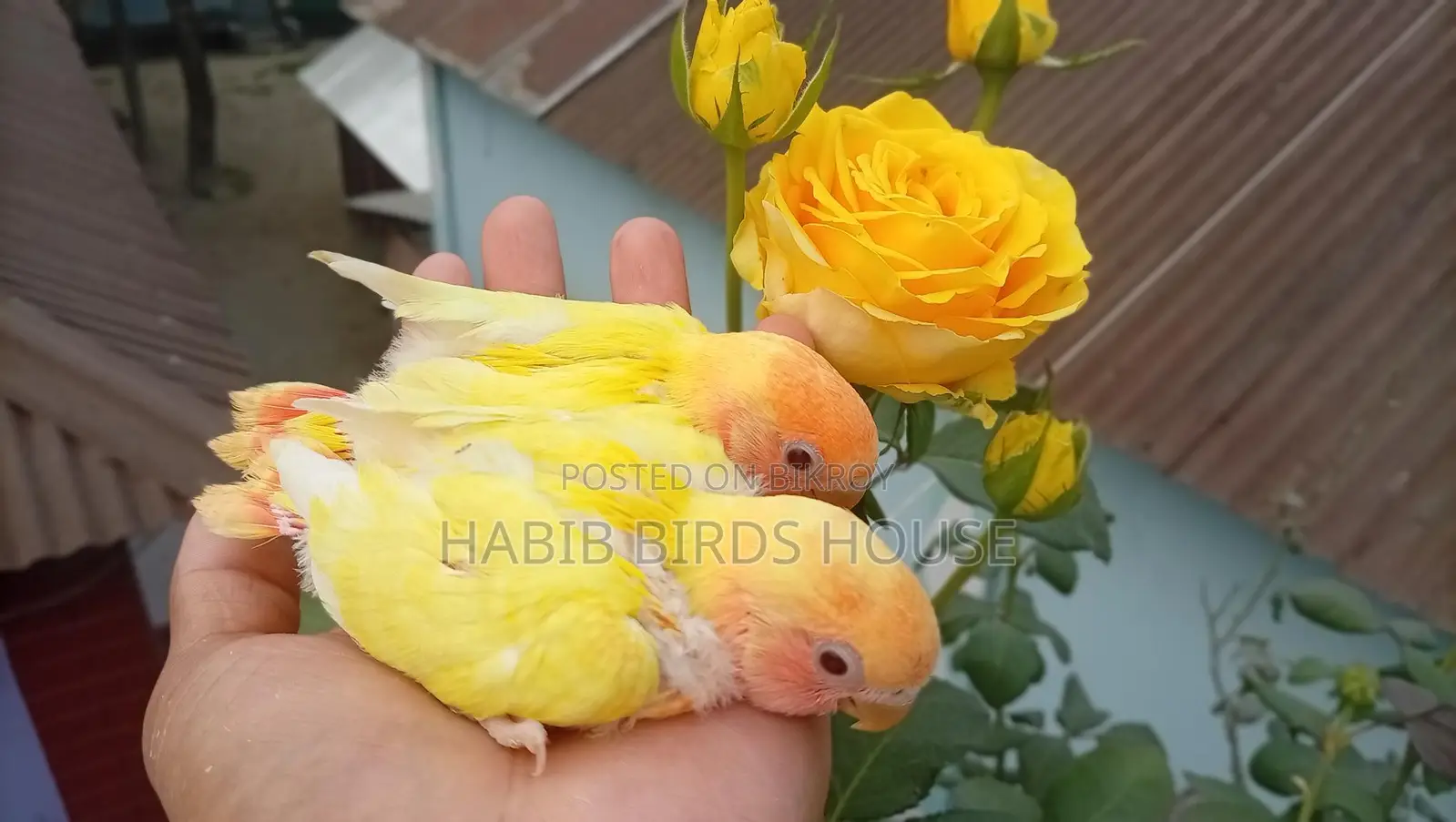 পারফেক্ট টেম সাইজ লাভ বার্ড