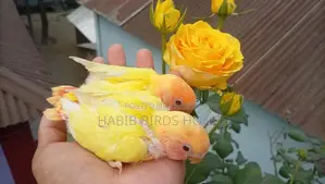পারফেক্ট টেম সাইজ লাভ বার্ড