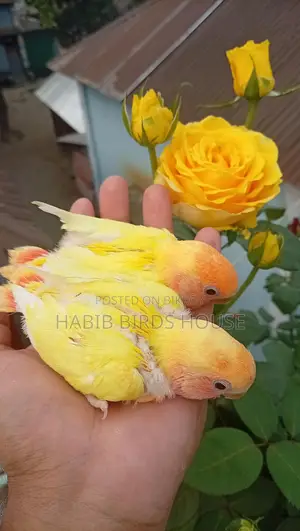 পারফেক্ট টেম সাইজ লাভ বার্ড