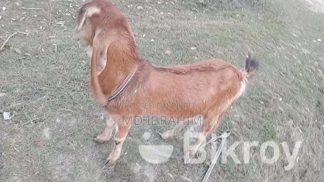 Castrated Goat 14 Months Old