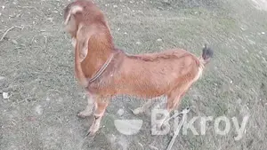 Castrated Goat 14 Months Old