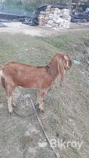 Castrated Goat 14 Months Old